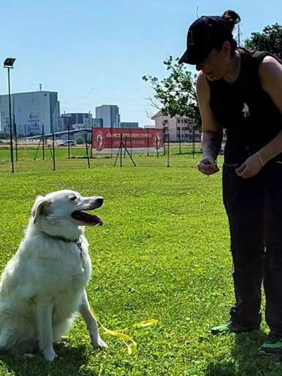 Dog Is Love Attività Educazione di Base